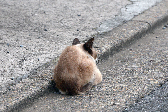 街のねこたち