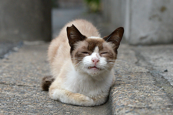 街のねこたち