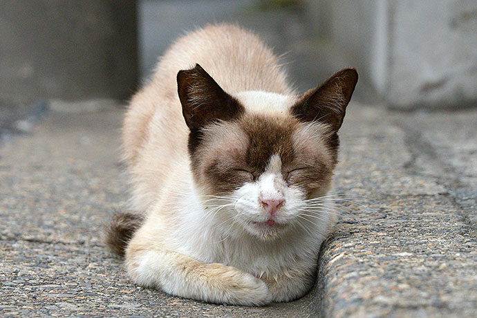 街のねこたち