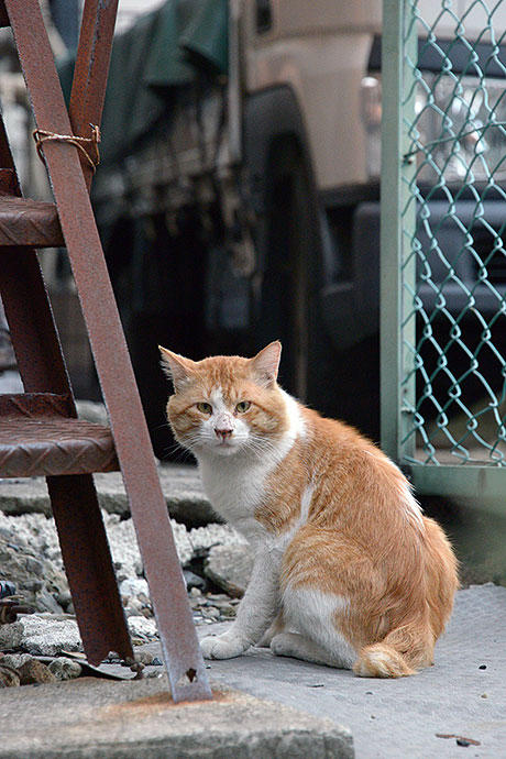 街のねこたち