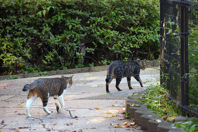 街のねこたち