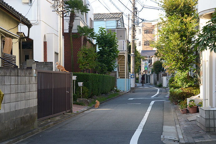 街のねこたち