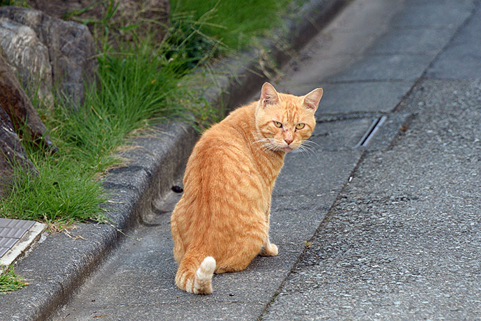 街のねこたち