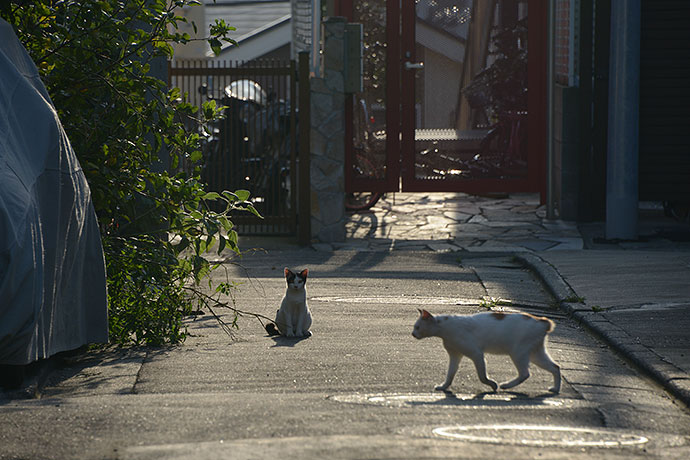 街のねこたち
