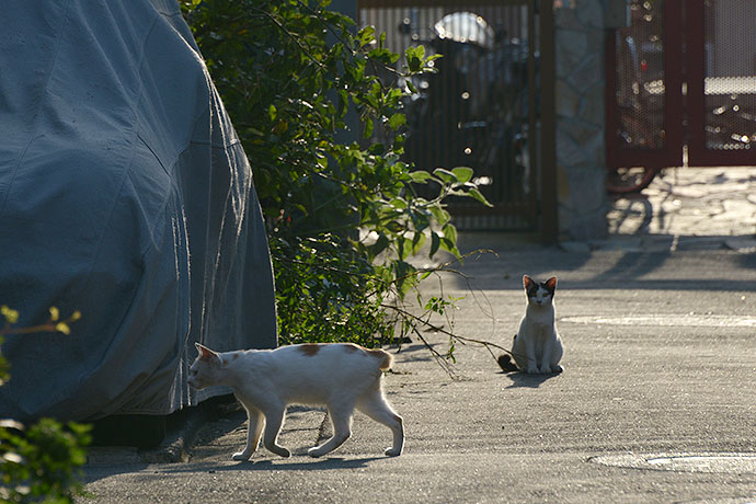 街のねこたち