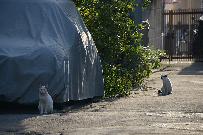 街のねこたち