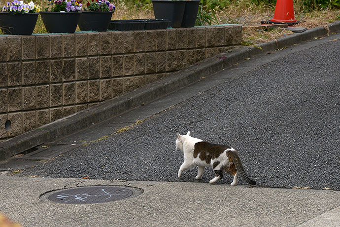 街のねこたち