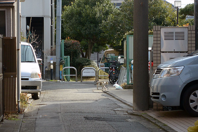 街のねこたち