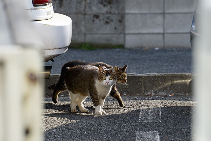 街のねこたち