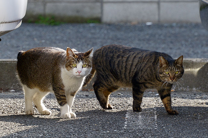 街のねこたち
