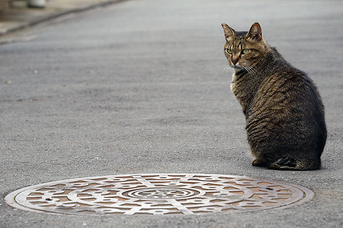 街のねこたち