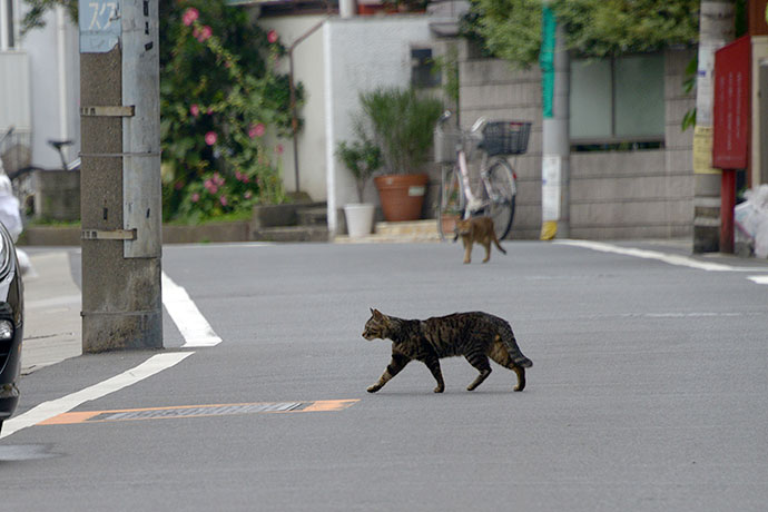 街のねこたち