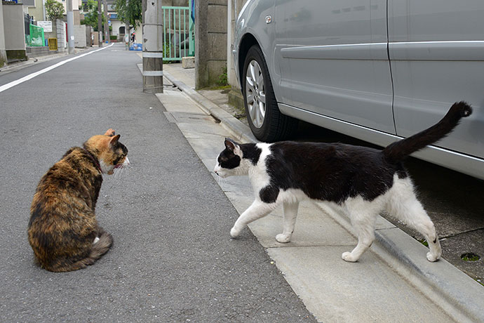 街のねこたち
