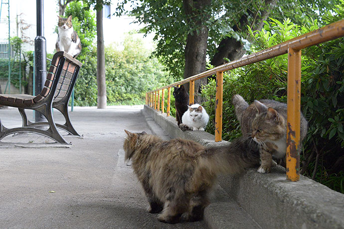 街のねこたち