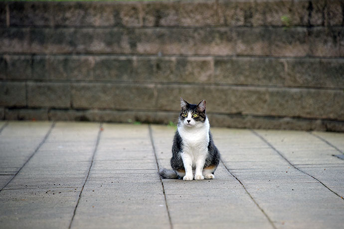 街のねこたち