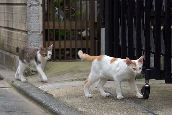 街のねこたち