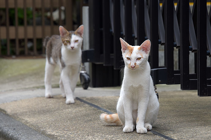 街のねこたち