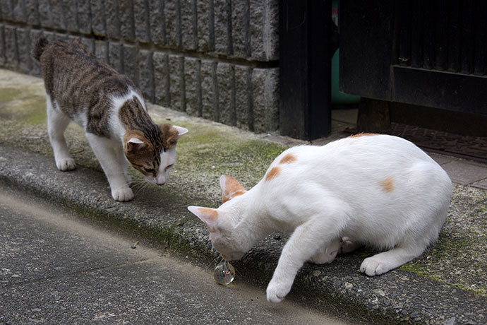 街のねこたち