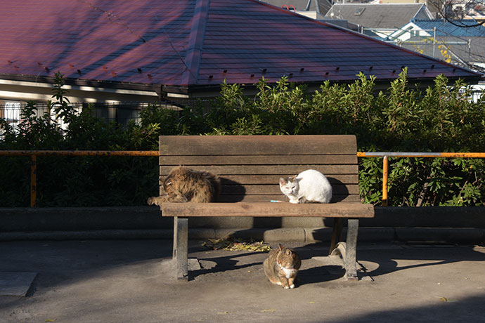 街のねこたち