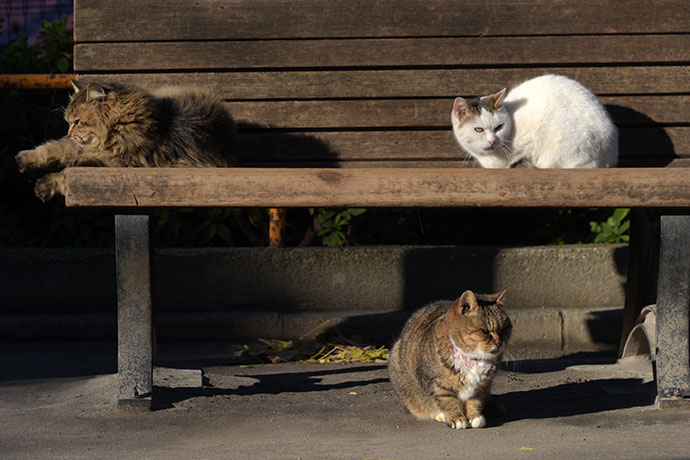 街のねこたち