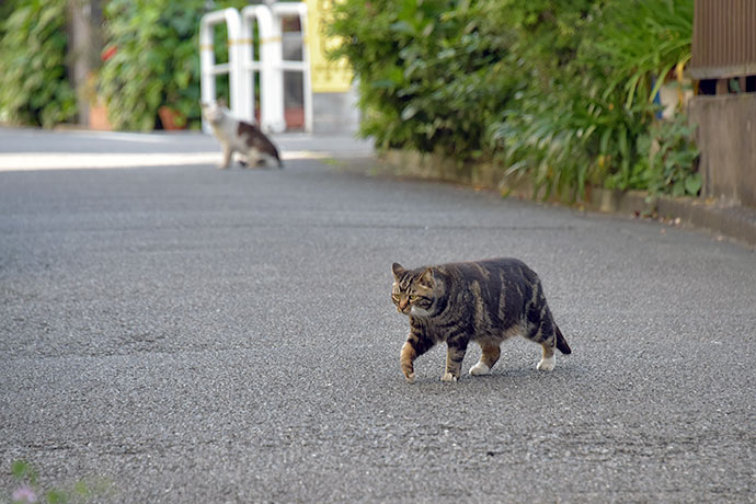 街のねこたち