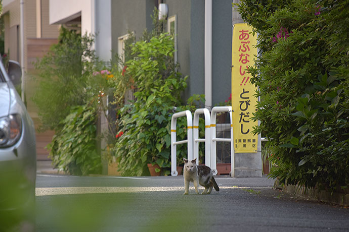 街のねこたち