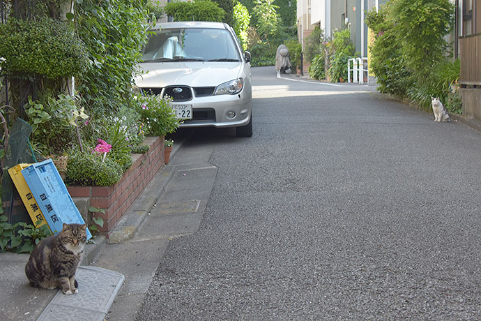 街のねこたち