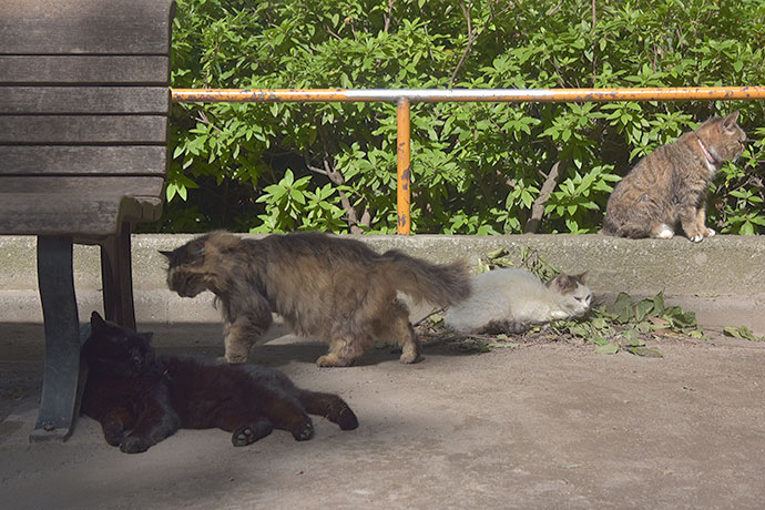 街のねこたち