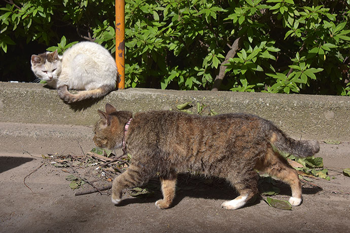街のねこたち