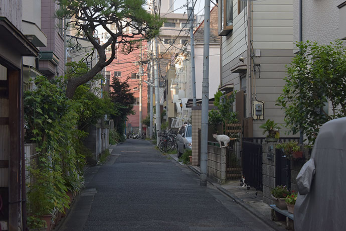 街のねこたち
