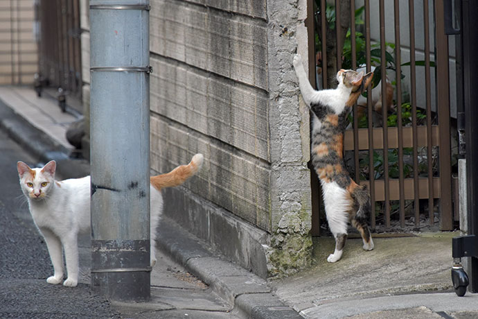 街のねこたち