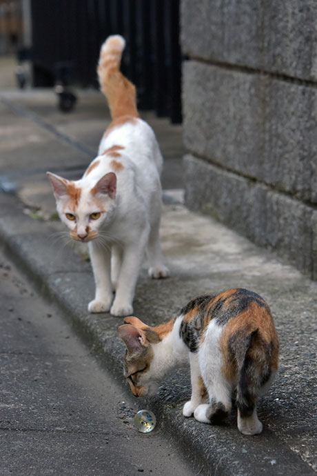 街のねこたち