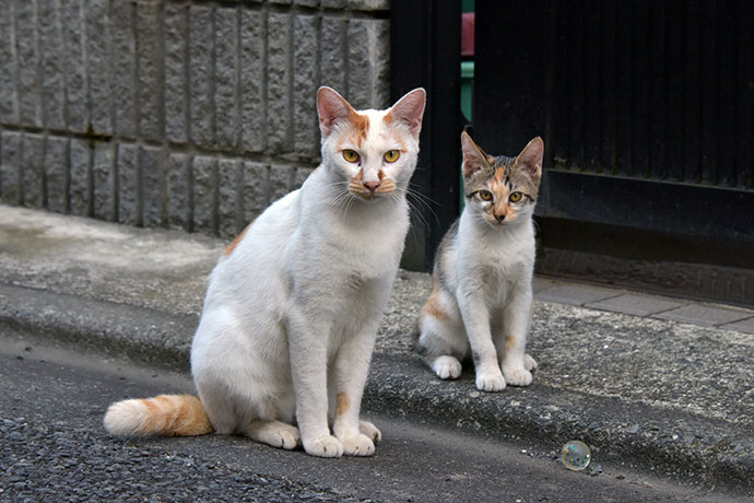 街のねこたち