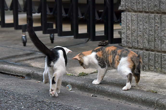 街のねこたち