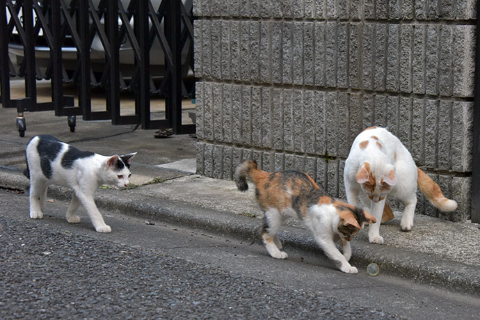 街のねこたち