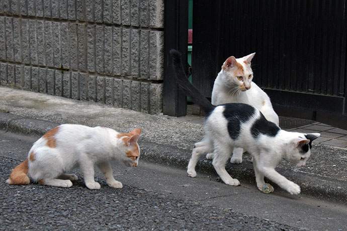 街のねこたち