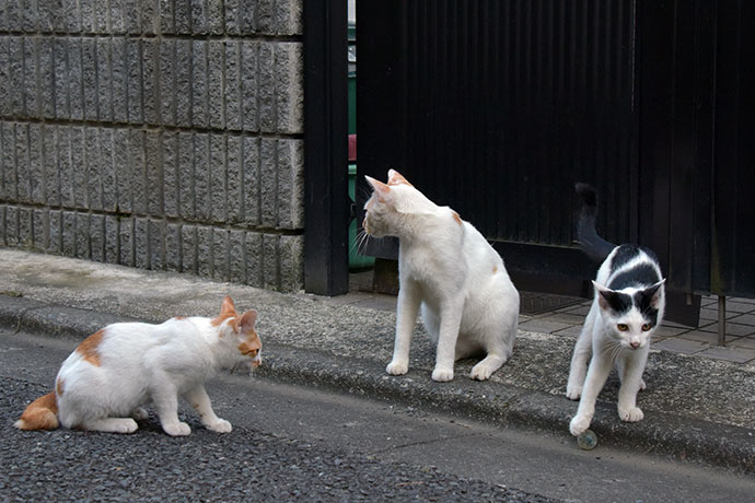 街のねこたち