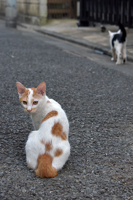 街のねこたち