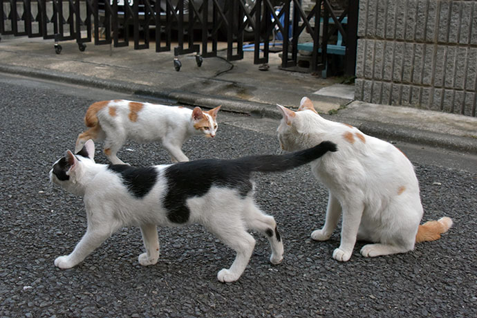 街のねこたち