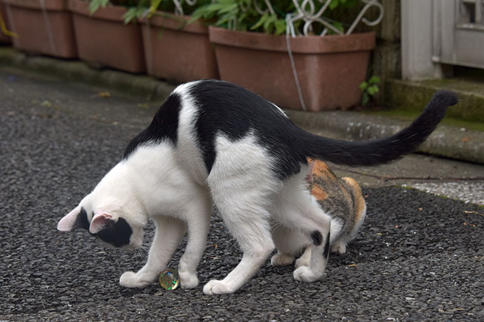 街のねこたち