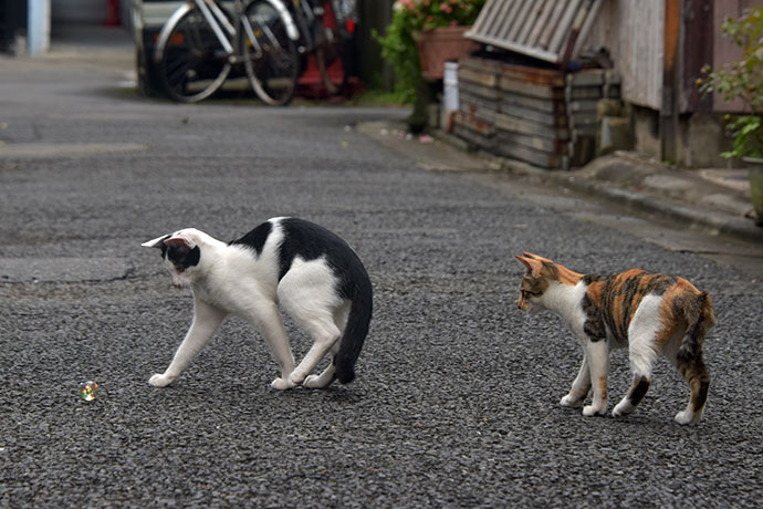街のねこたち