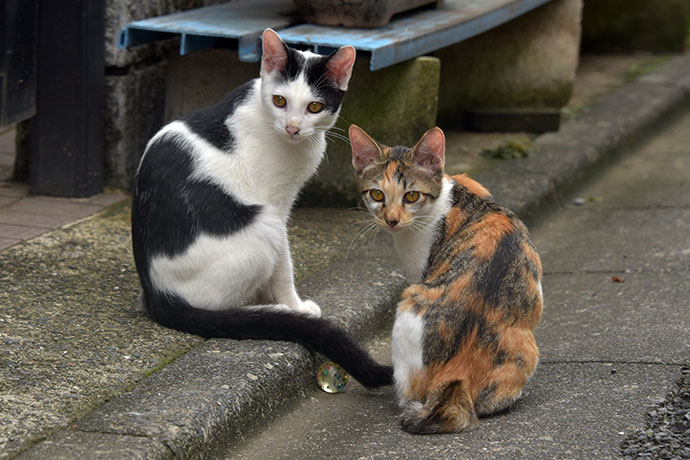 街のねこたち