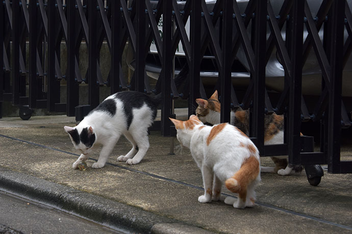 街のねこたち