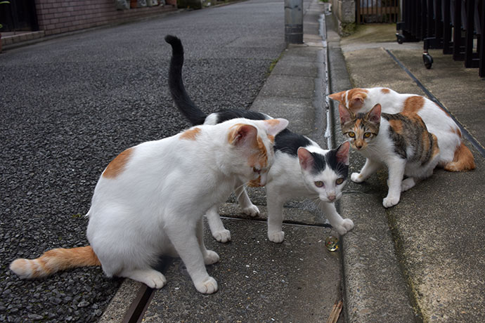 街のねこたち
