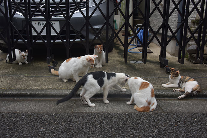 街のねこたち