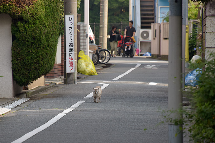街のねこたち