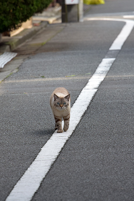 街のねこたち
