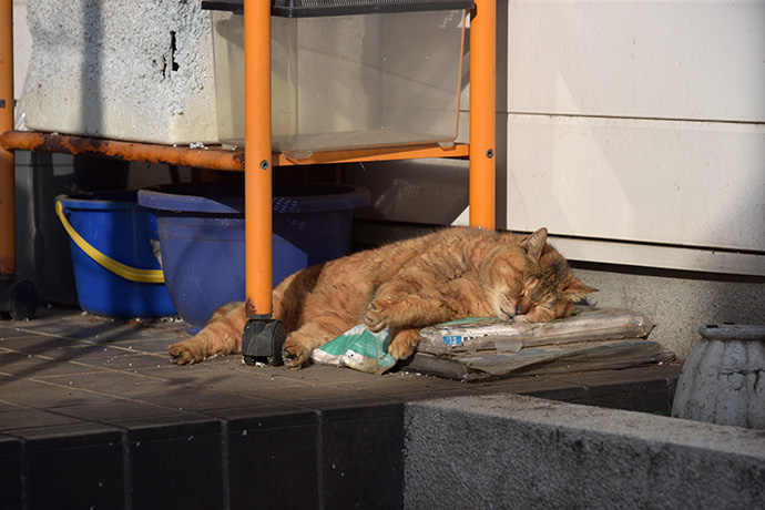 街のねこたち