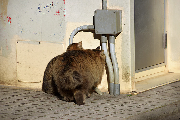 街のねこたち