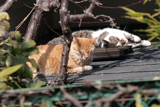 街のねこたち